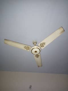 Royal Celling Fan