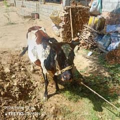 cow for sale