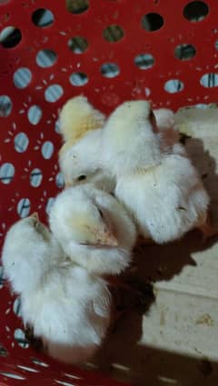 Heera Aseel chicks age 3 days