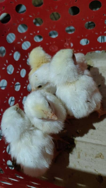 Heera Aseel chicks age 3 days 0