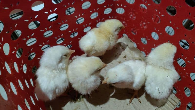 Heera Aseel chicks age 3 days 1