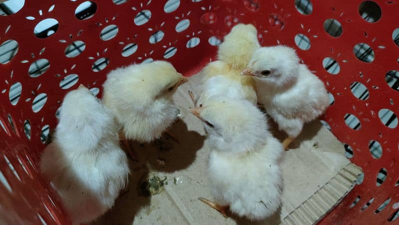 Heera Aseel chicks age 3 days 2