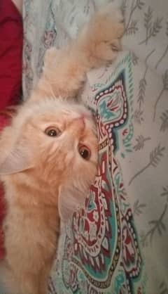 Persian orange cat | negotiable|