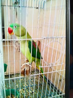 pahari Parrot 0