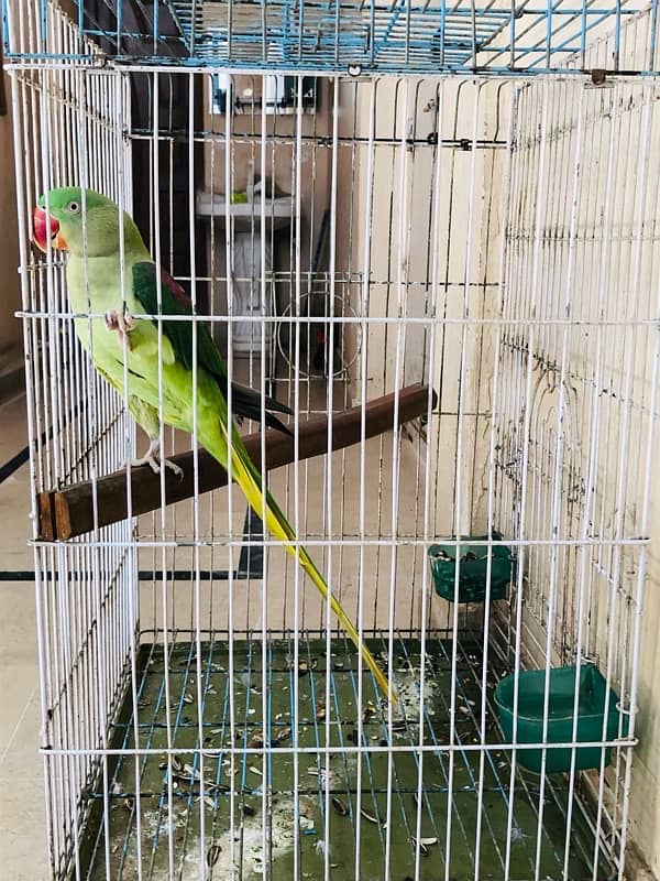 pahari Parrot 1