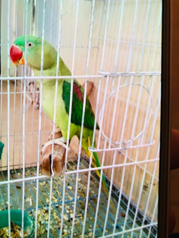 pahari Parrot 2