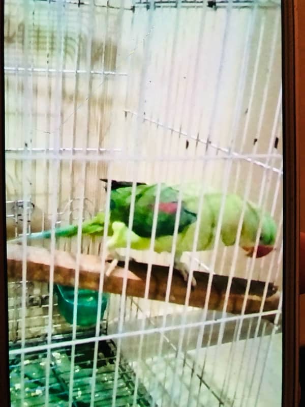 pahari Parrot 3