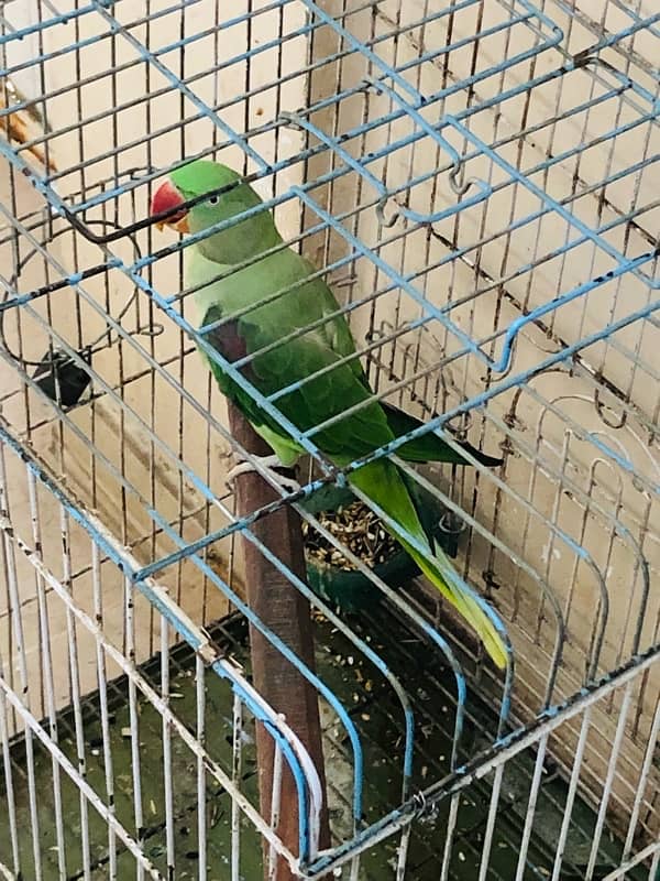 pahari Parrot 4