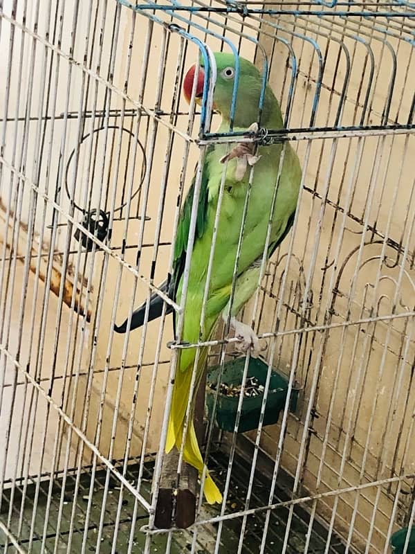 pahari Parrot 5