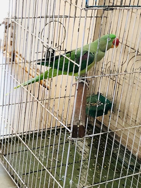 pahari Parrot 6