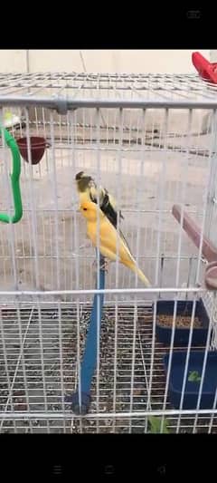 Canary breeder pair, singing guarantee 0