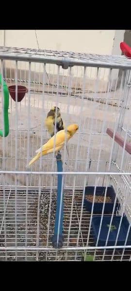 Canary breeder pair, singing guarantee 1