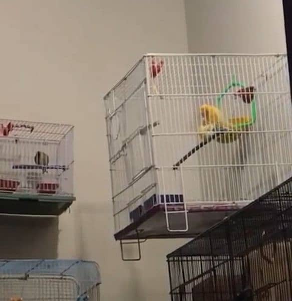 Canary breeder pair, singing guarantee 2