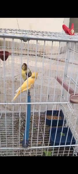 Canary breeder pair, singing guarantee 3