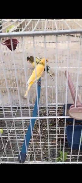 Canary breeder pair, singing guarantee 4