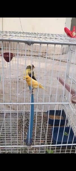 Canary breeder pair, singing guarantee 5