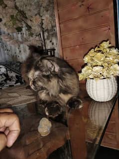 cute n innocent Persian cat looking for new shelter