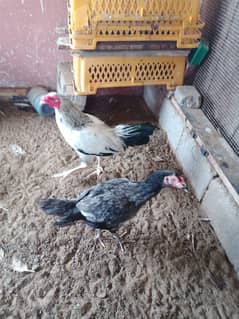 Aseel hens for sale.