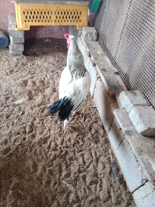 Aseel hens for sale. 1