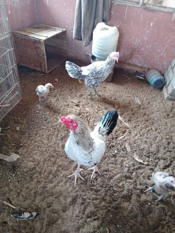 Aseel hens for sale. 2