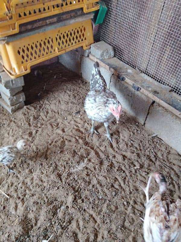 Aseel hens for sale. 3