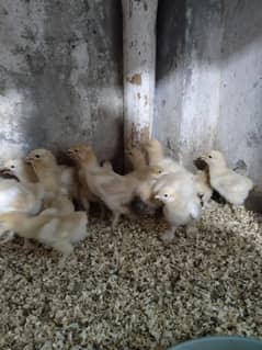 Golden buff chicks 10 days