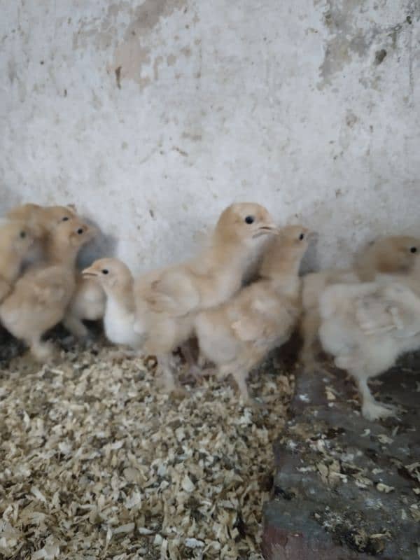 Golden buff chicks 10 days 1