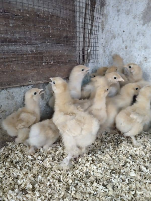 Golden buff chicks 10 days 2