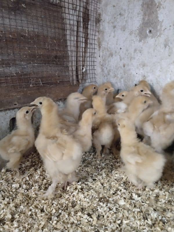 Golden buff chicks 10 days 3