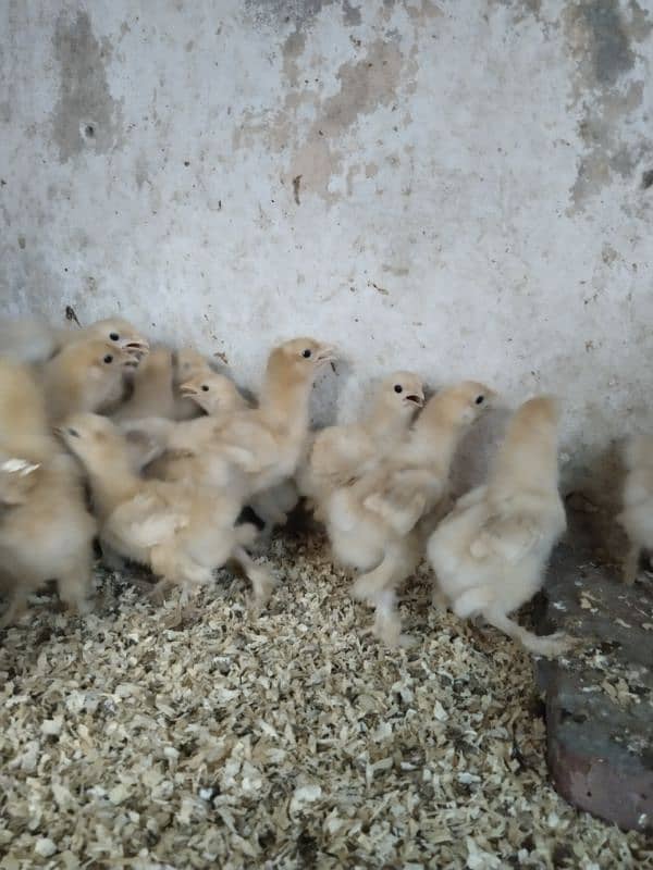 Golden buff chicks 10 days 4