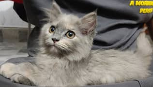 Persian kitten/cat