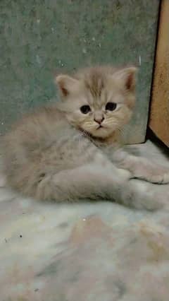 Persian cat kittens Double Coated 1 Month old Available Price 12k Each