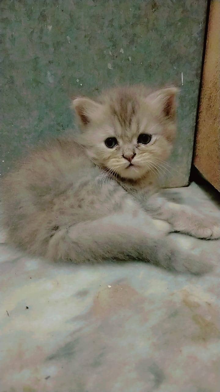 Persian cat kittens 1 Month old Available Price 12000 each kitten 0