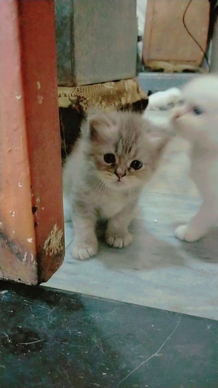 Persian cat kittens 1 Month old Available Price 12000 each kitten 1