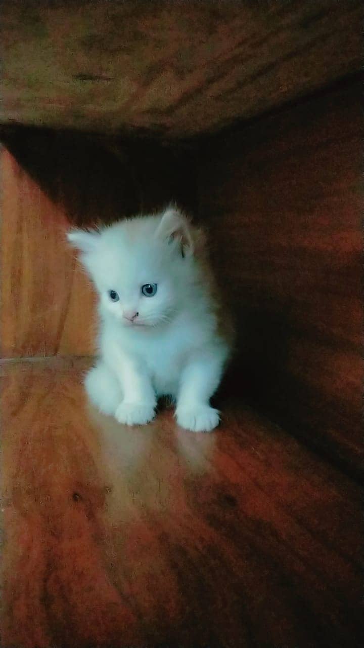 Persian cat kittens 1 Month old Available Price 12000 each kitten 2