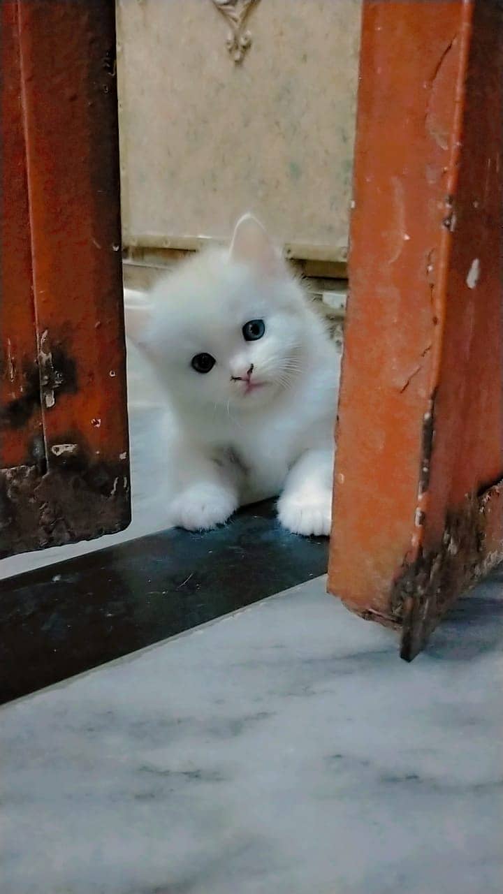 Persian cat kittens 1 Month old Available Price 12000 each kitten 3