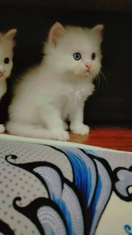 Persian cat kittens 1 Month old Available Price 12000 each kitten 4