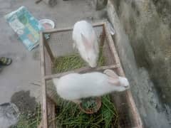 2 male rabbits age 5 month,s red eyes pure white