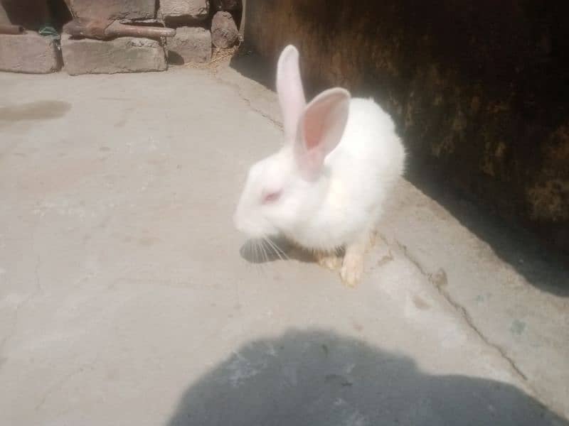 2 male rabbits age 5 month,s red eyes pure white 1