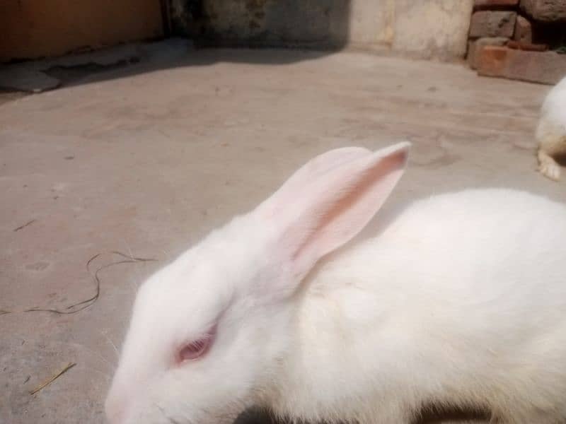 2 male rabbits age 5 month,s red eyes pure white 2