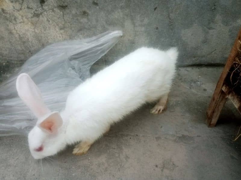 2 male rabbits age 5 month,s red eyes pure white 3