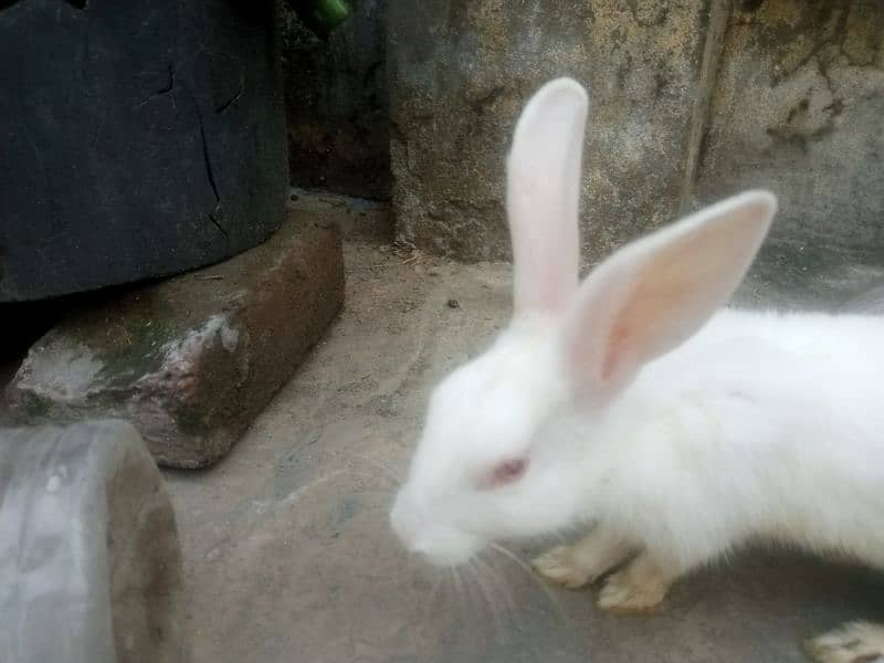 2 male rabbits age 5 month,s red eyes pure white 4