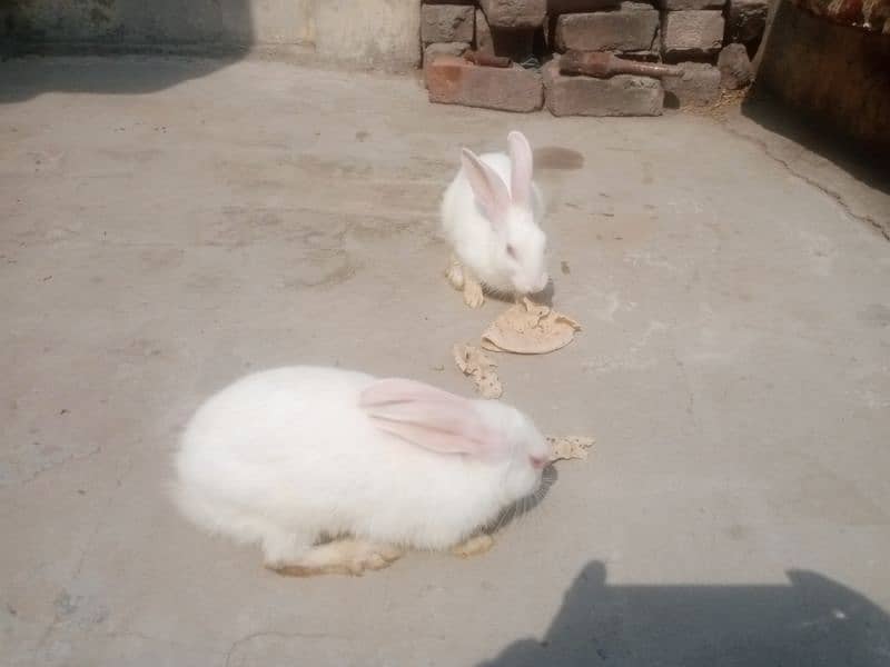 2 male rabbits age 5 month,s red eyes pure white 5