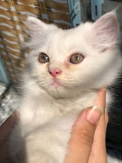 Persian Triple cotted kitten - 4 months Age