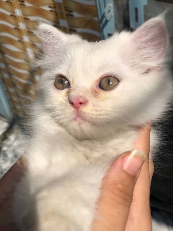 Persian Triple cotted kitten - 4 months Age 0