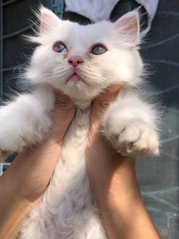 Persian Triple cotted kitten - 4 months Age 1