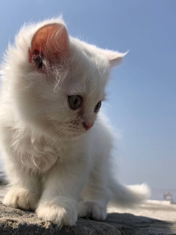 Persian Triple cotted kitten - 4 months Age 2