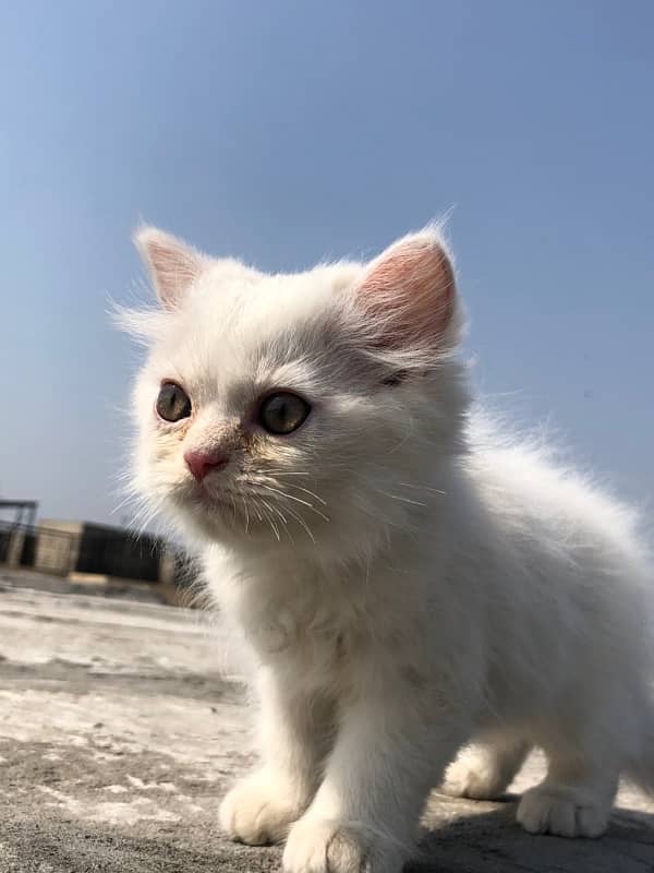 Persian Triple cotted kitten - 4 months Age 3