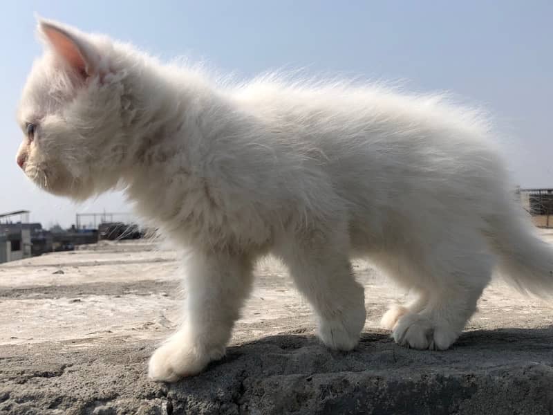 Persian Triple cotted kitten - 4 months Age 4