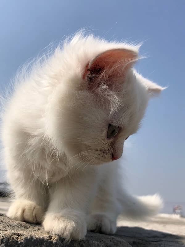 Persian Triple cotted kitten - 4 months Age 6